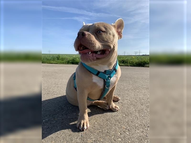 American Bully Hündin