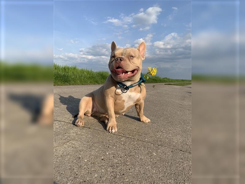 American Bully Hündin