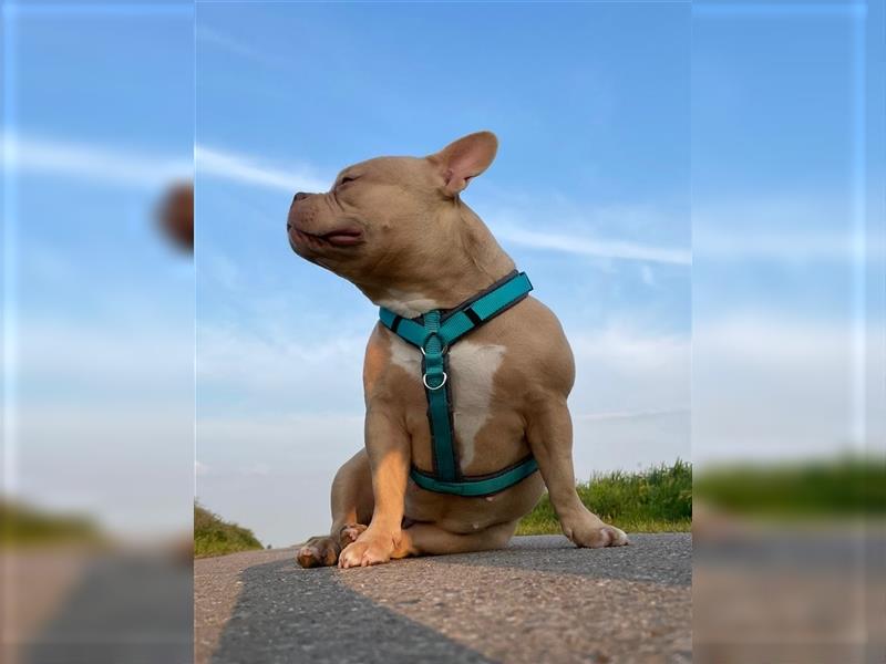 American Bully Hündin