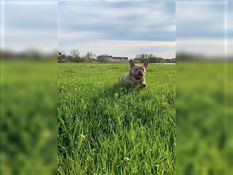 American Bully Hündin