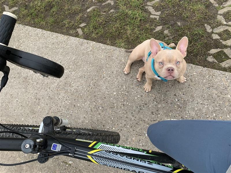 American Bully Hündin