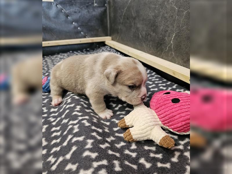 American Bully pocket Weibchen merle