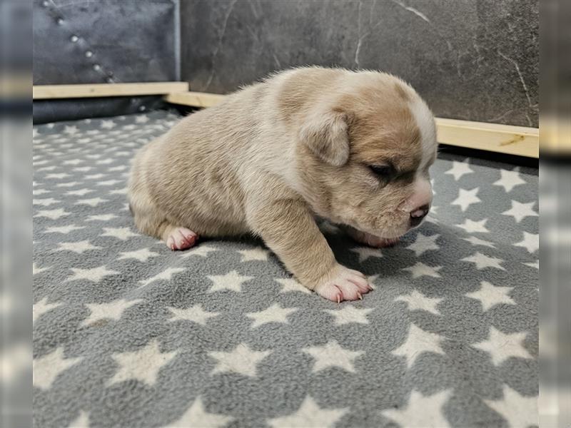 American Bully pocket Weibchen merle