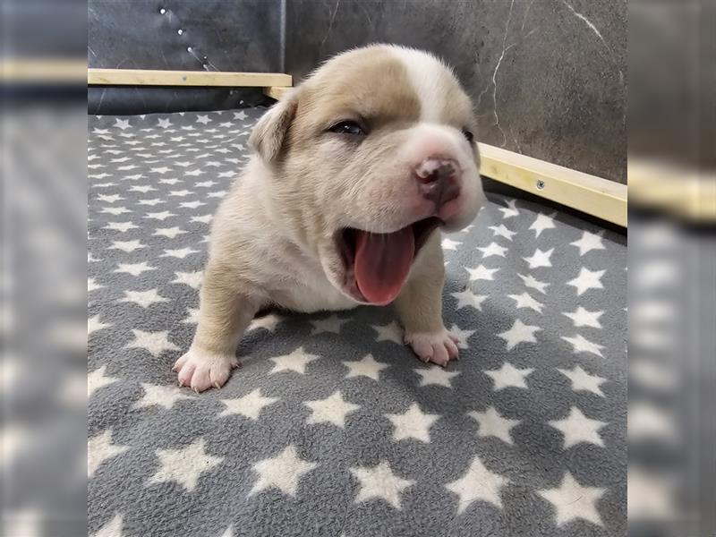 American Bully pocket Weibchen merle