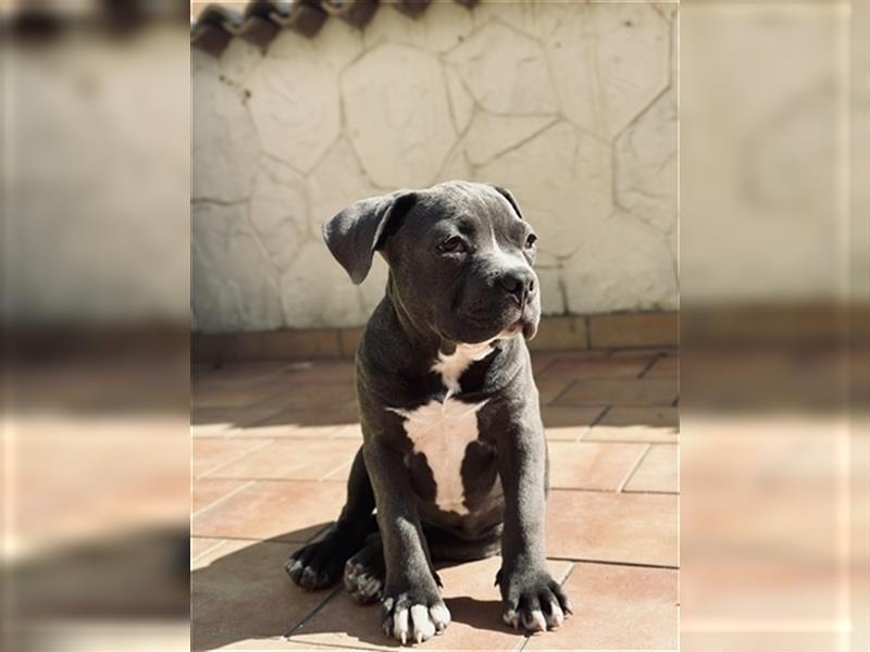 American Bully Welpe