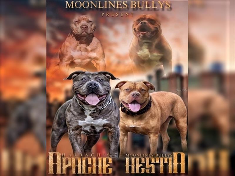 American XL Bully Welpen TOP VERPAARUNG ABKC Papiere