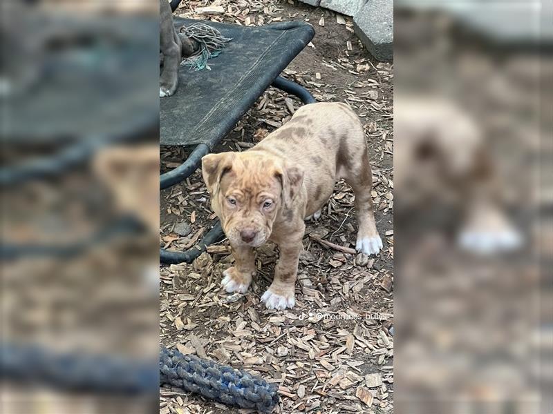 American XL Bully Welpen TOP VERPAARUNG ABKC Papiere