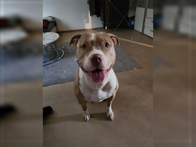 American Bully XL Hündin sucht Zuhause