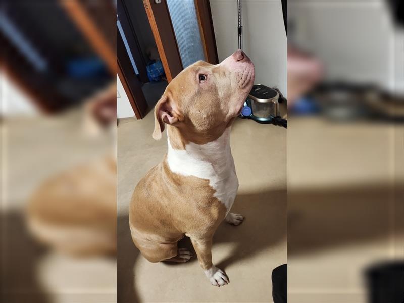 American Bully XL Hündin sucht Zuhause