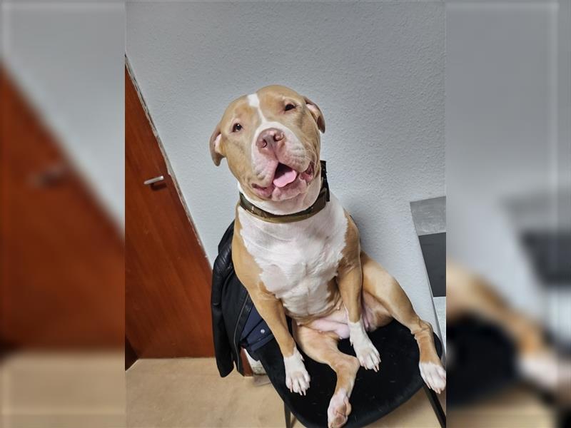 American Bully XL Hündin sucht Zuhause