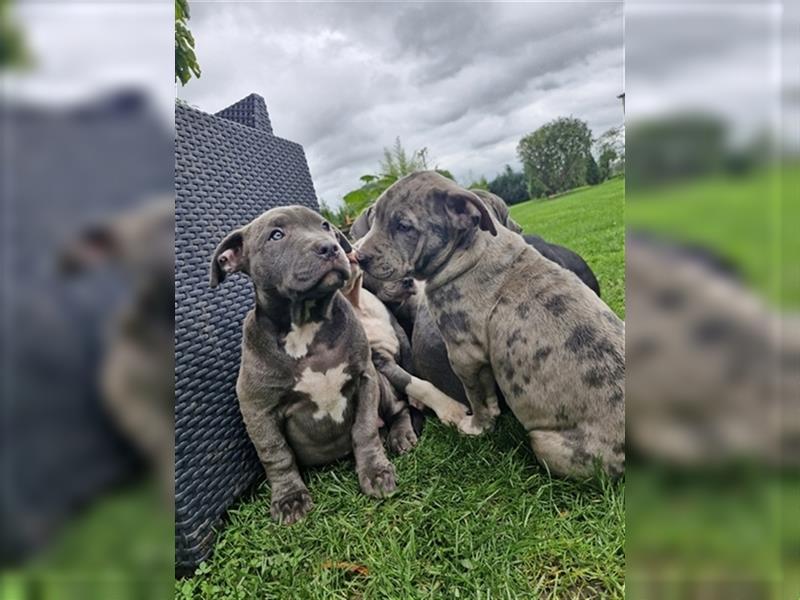 American Bully XXL Sonderlackierung Merle Tricolor Blueline