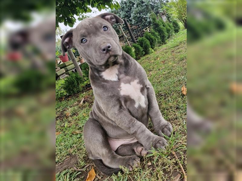 American Bully XXL Sonderlackierung Merle Tricolor Blueline