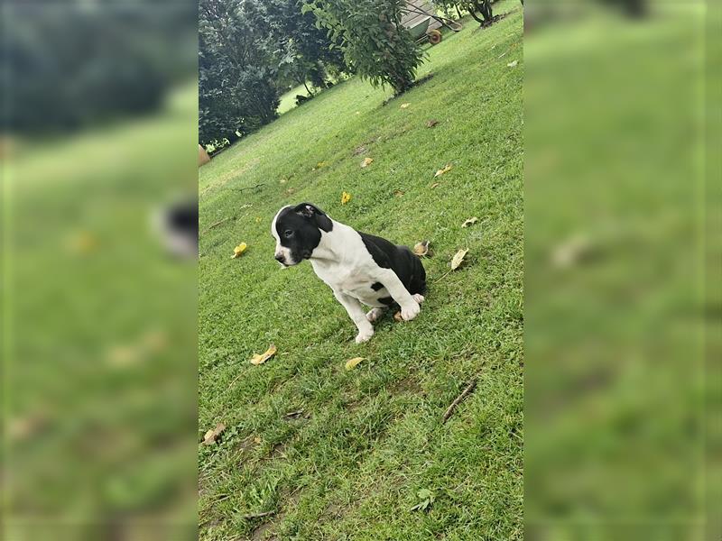 American Bully XXL Sonderlackierung Merle Tricolor Blueline