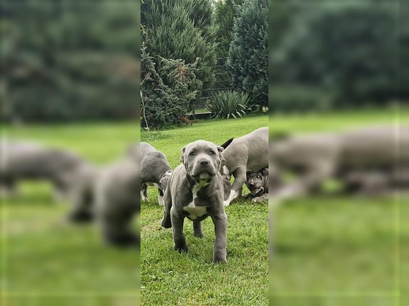 American Bully XXL Sonderlackierung Merle Tricolor Blueline