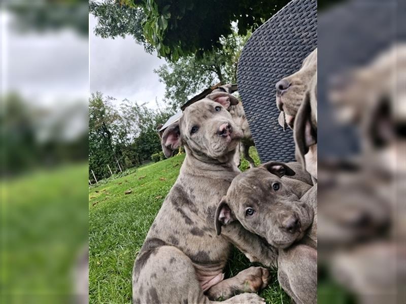 American Bully XXL Sonderlackierung Merle Tricolor Blueline