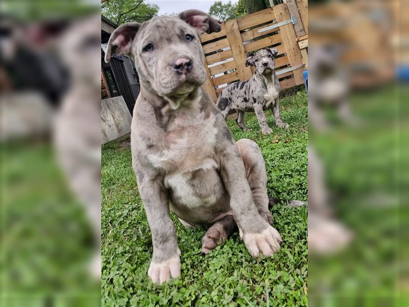 American Bully XXL Sonderlackierung Merle Tricolor Blueline