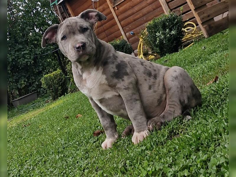 American Bully XXL Sonderlackierung Merle Tricolor Blueline