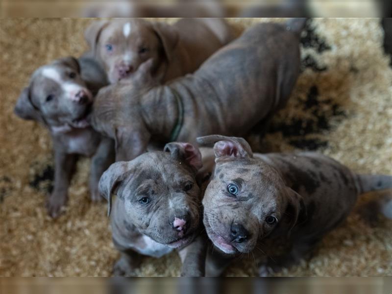 American Bully tri merle tri color Besonders