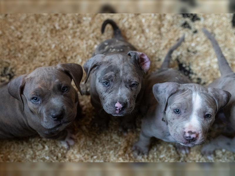 American Bully tri merle tri color Besonders