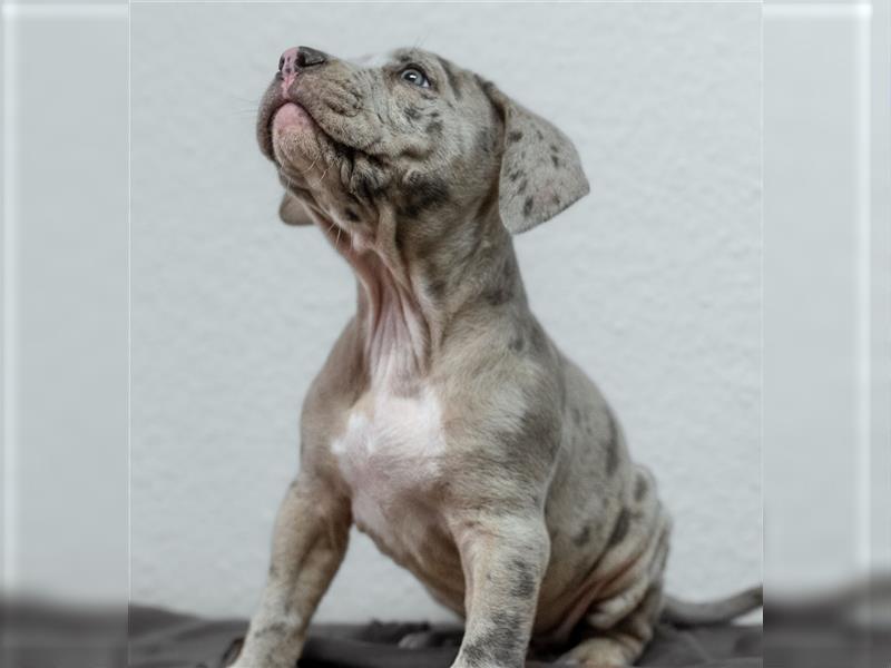 American Bully tri merle tri color Besonders