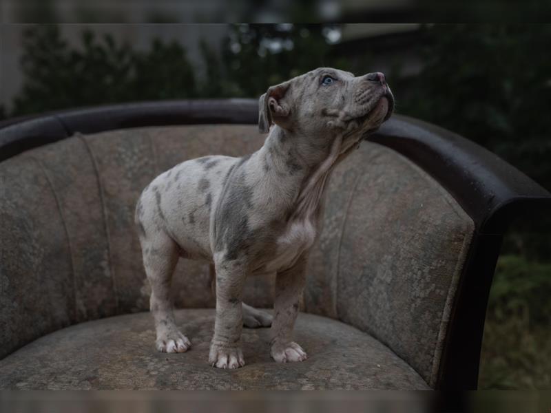 American Bully tri merle tri color Besonders