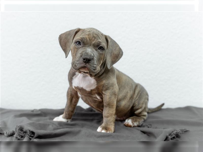 American Bully tri merle tri color Besonders