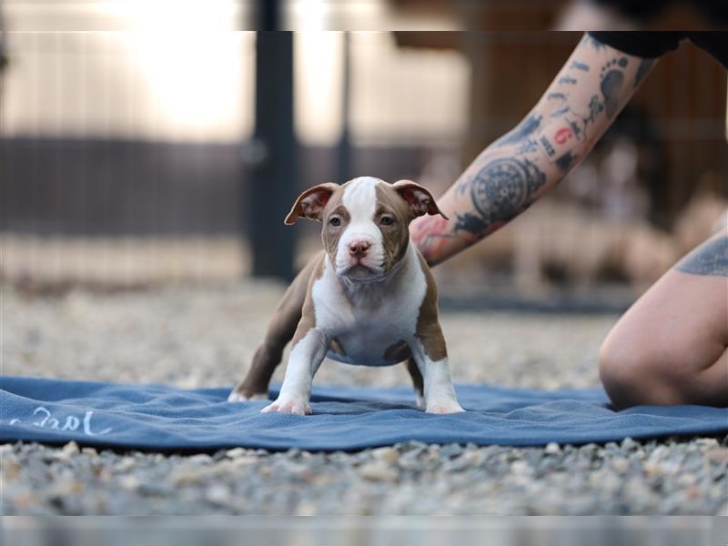 American Bully Welpen rüde Weibchen