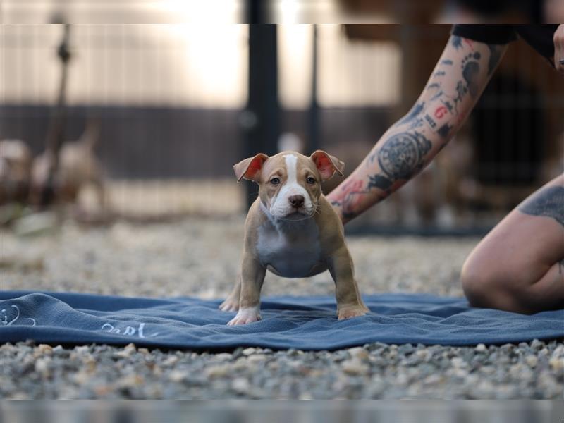 American Bully Welpen rüde Weibchen