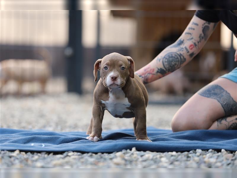 American Bully Welpen rüde Weibchen