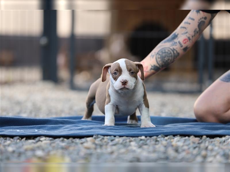 American Bully Welpen rüde Weibchen