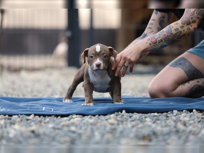 American Bully Welpen rüde Weibchen