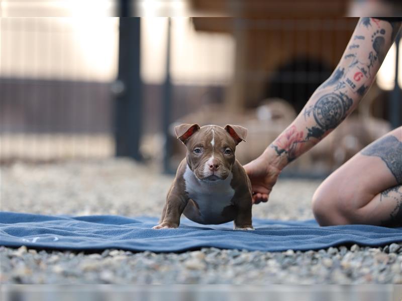 American Bully Welpen rüde Weibchen