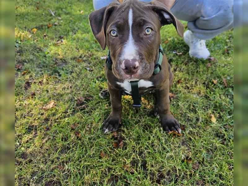 American Bully CLASSIC Welpen