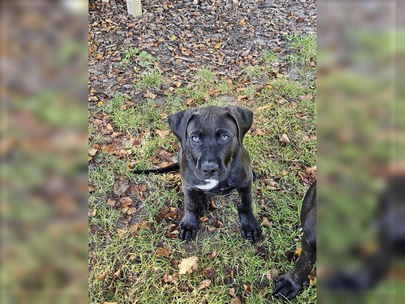 American Bully CLASSIC Welpen