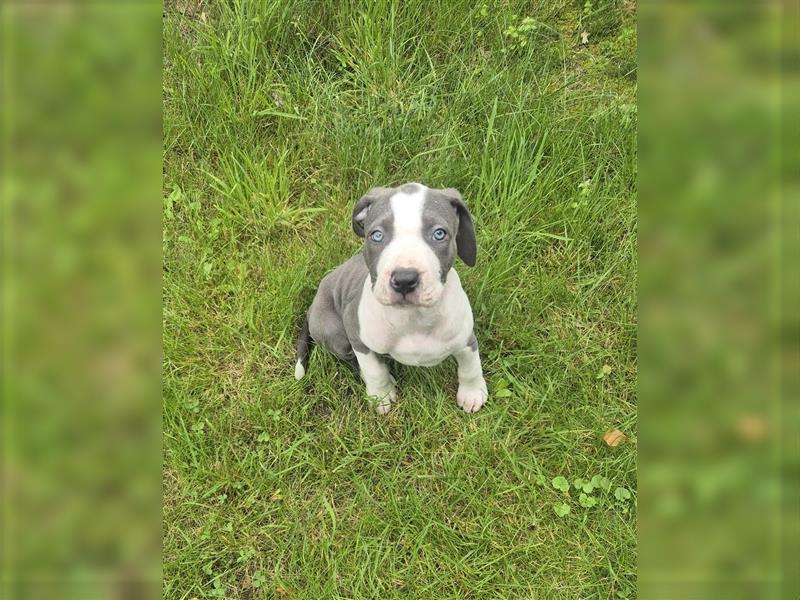 American Bully Welpen