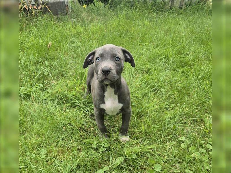 American Bully Welpen