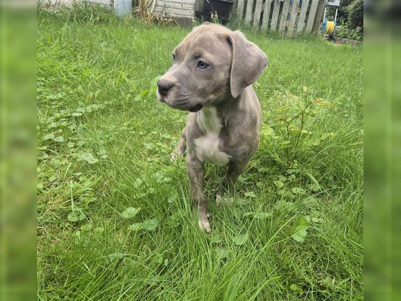 American Bully Welpen