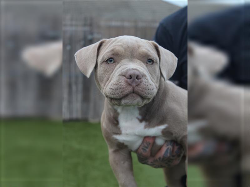 ABKC American Bully Welpen