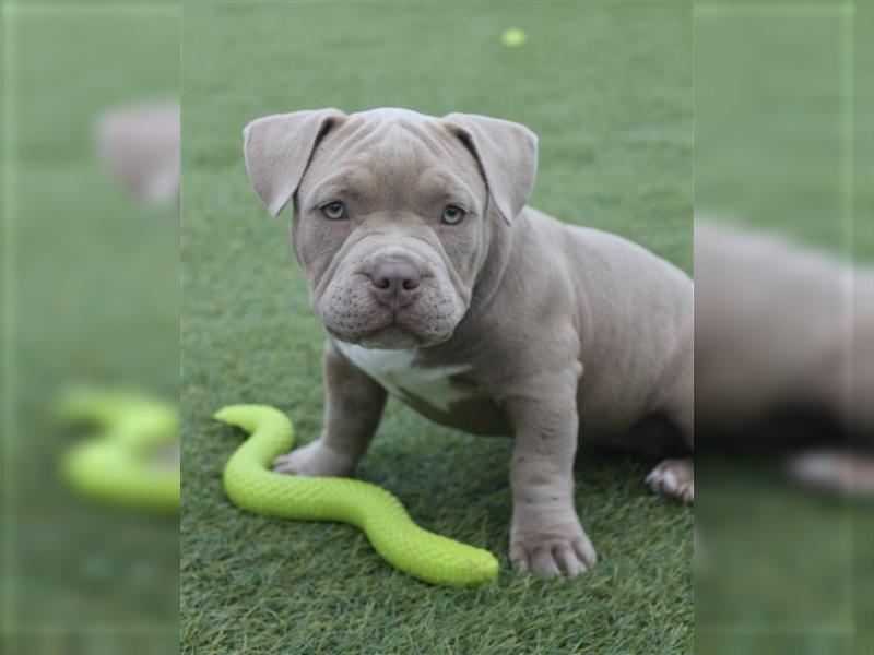 ABKC American Bully Welpen