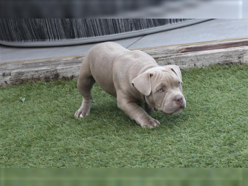 ABKC American Bully Welpen