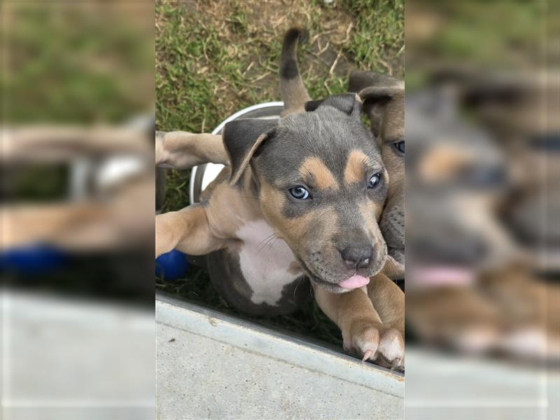 American Bully XL Hündin Silber Tri