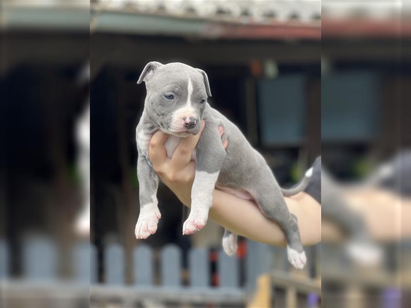 American Bully Welpe