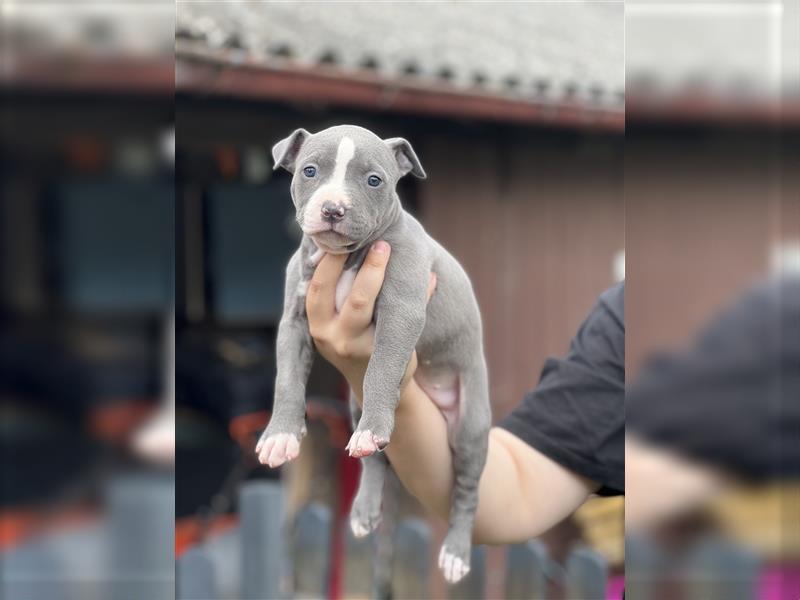 American Bully Welpe