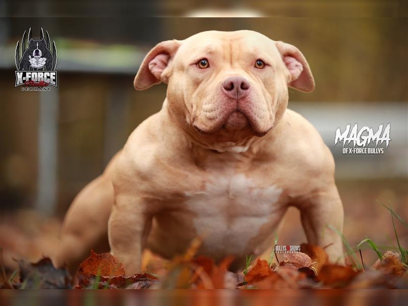 American Bully Weibchen abkc