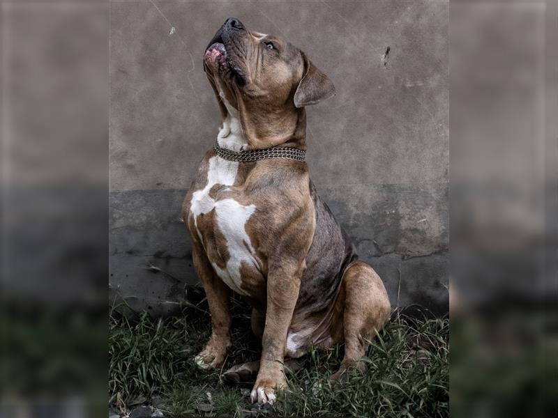 American Bully tri merle tri color Besonders