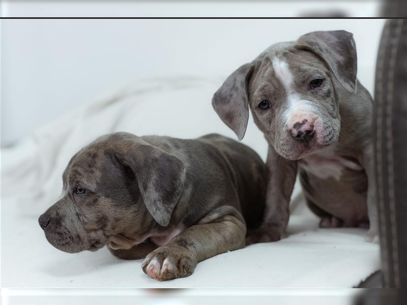 American Bully tri merle tri color Besonders