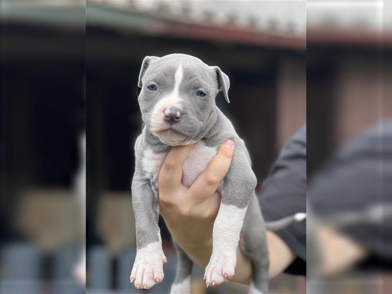 American Bully Welpe