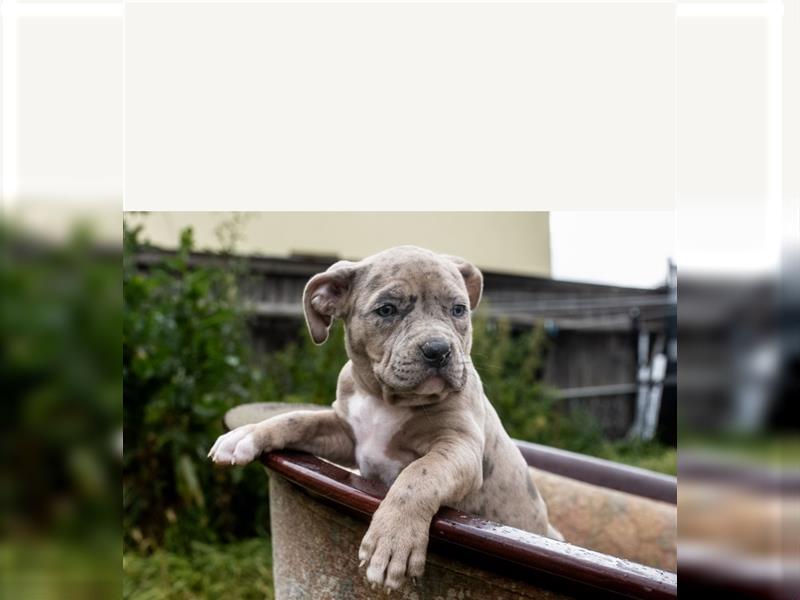 American Bully tri merle tri color Besonders