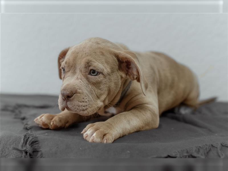 American Bully tri merle tri color Besonders