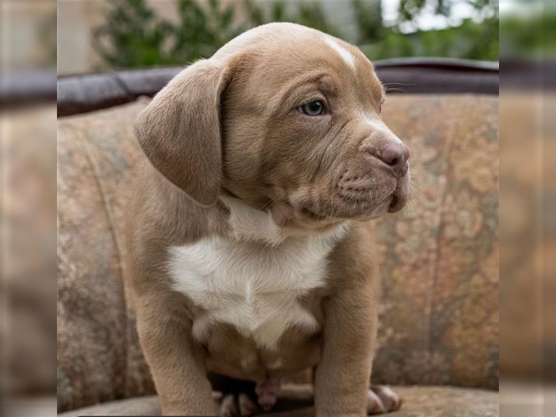 American Bully tri merle tri color Besonders